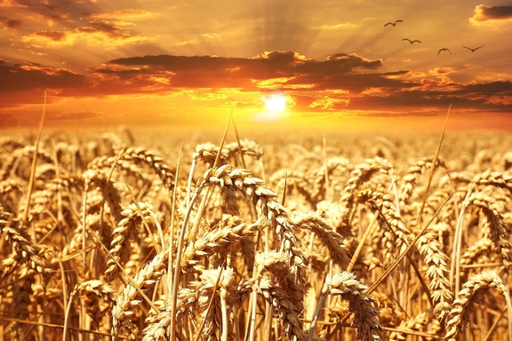wheat-field-640960_1920.jpg  