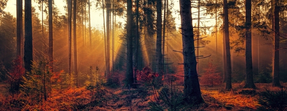 kiefernwald.jpg