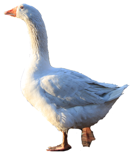 gans.png